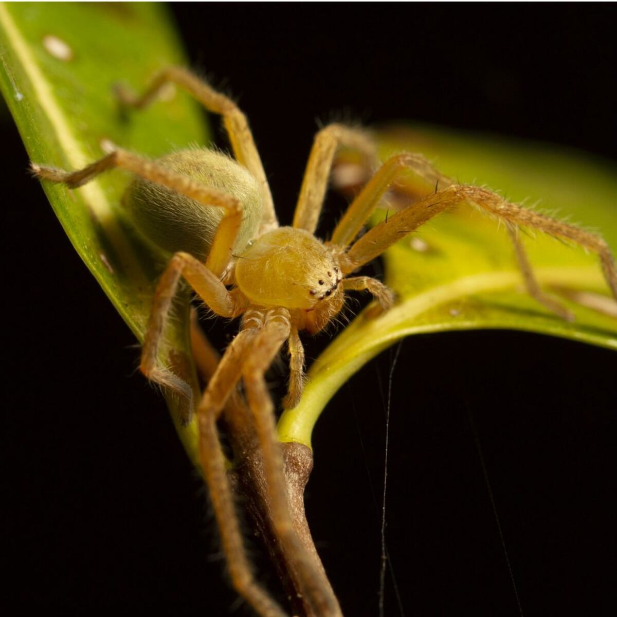 Con las chicas, de campamento a Sarigua