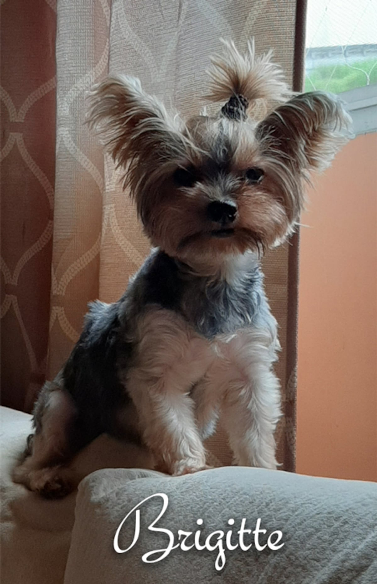 ‘Mis hijos perrunos’, ‘Mis niñas’, ‘Mi perrihija’, el Día Mundial del Perro en Panamá