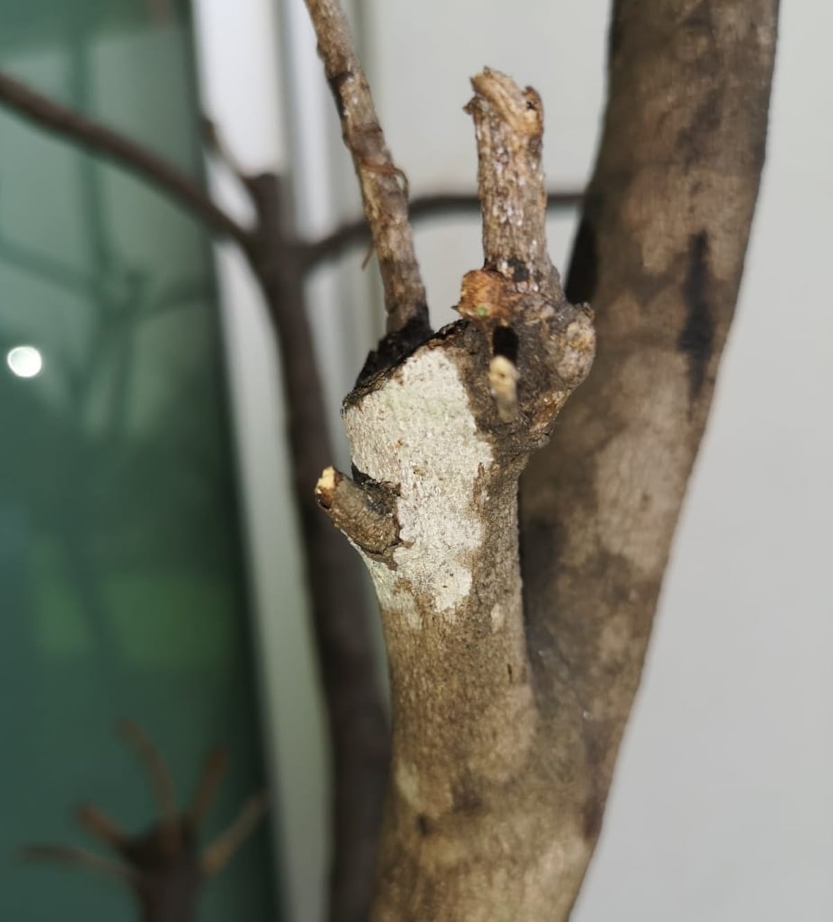 Remedios caseros para nutrir y fumigar las plantas