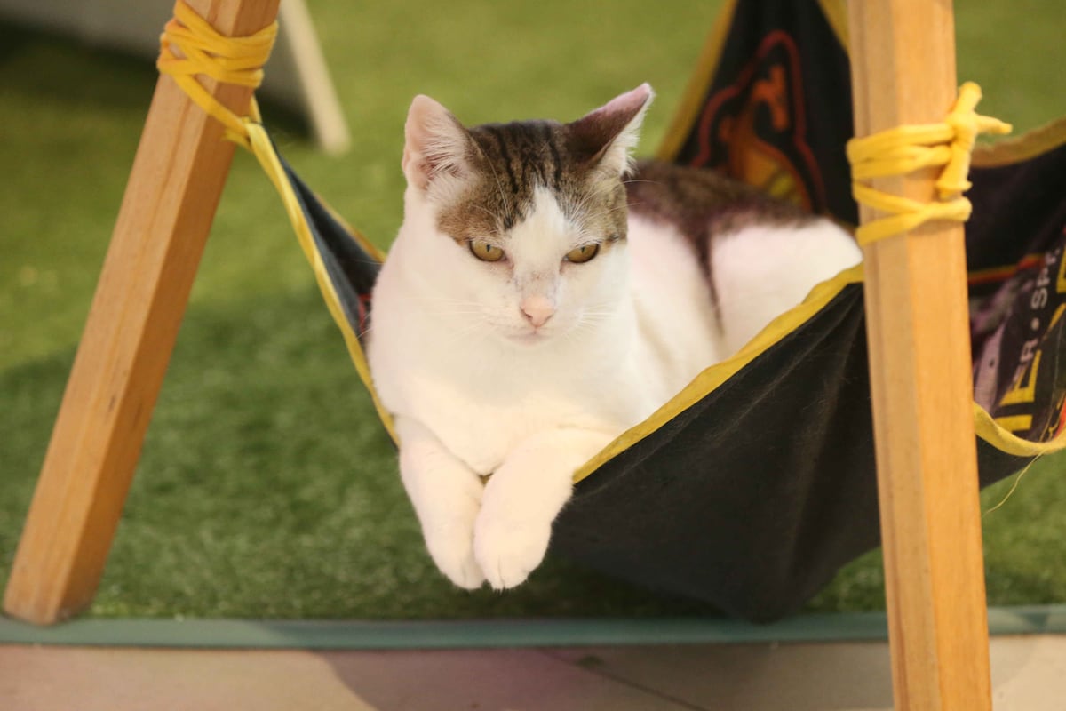 De no querer gatos a salvar más de 100: Laura Ospina y el poder transformador del amor felino