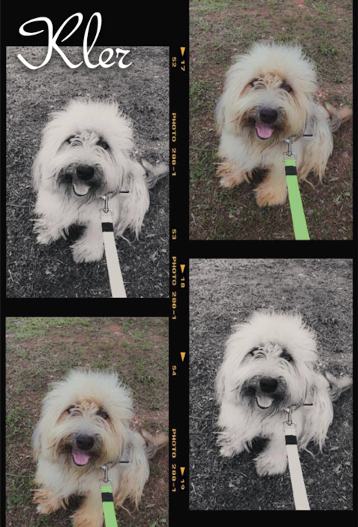 ‘Mis hijos perrunos’, ‘Mis niñas’, ‘Mi perrihija’, el Día Mundial del Perro en Panamá