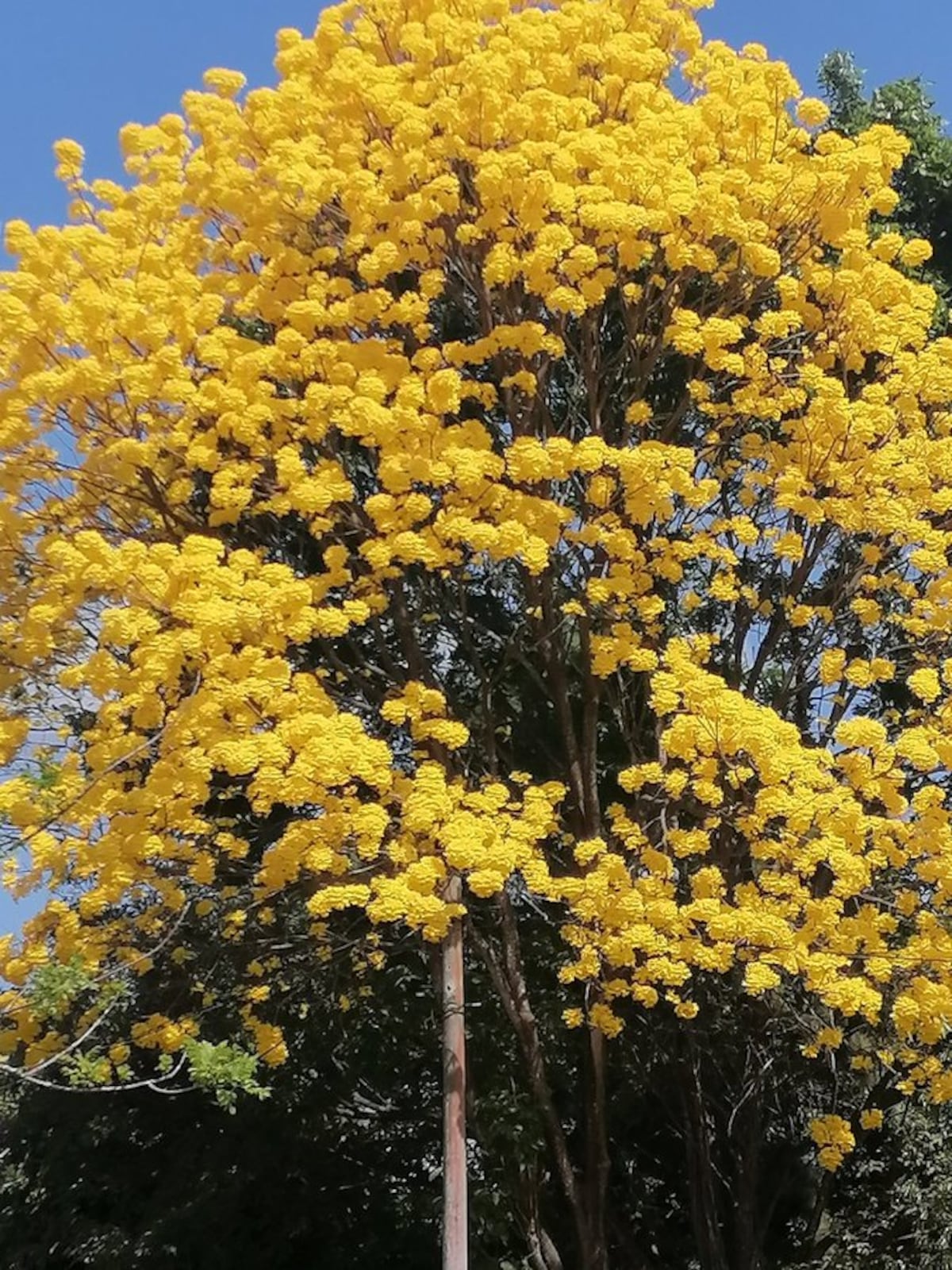 “Ven, vamos a hacer un tour de guayacanes por Panamá”: 13 fotos de los más coloridos del verano