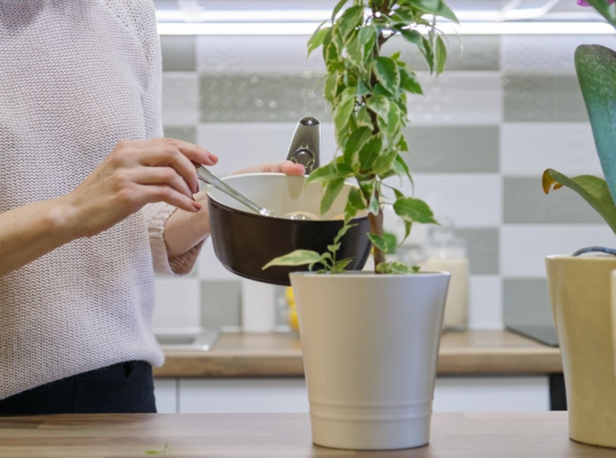 Remedios caseros para nutrir y fumigar las plantas