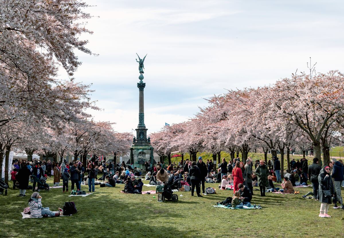 5 Festivales de cerezos en flor: nubes de belleza hechizante