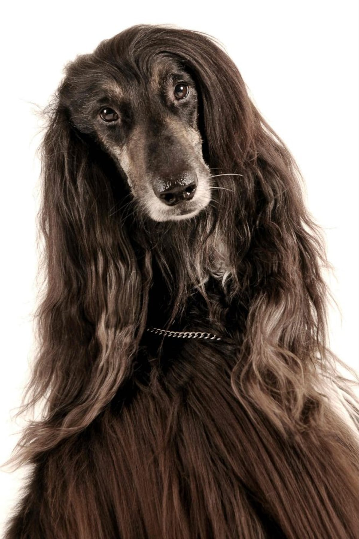 El majestuoso galgo afgano