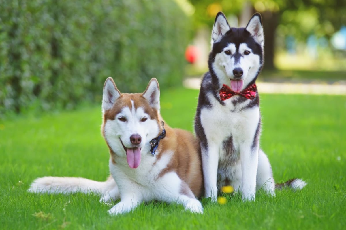 Antes de elegir un ‘husky’ siberiano, asegúrese de comprender su comportamiento