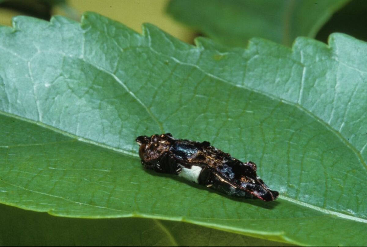 No es popo, es una joya