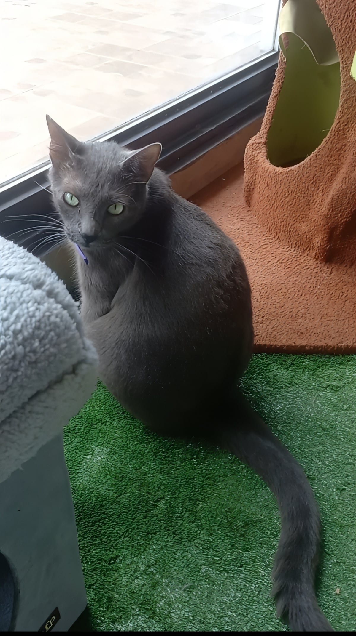 De no querer gatos a salvar más de 100: Laura Ospina y el poder transformador del amor felino