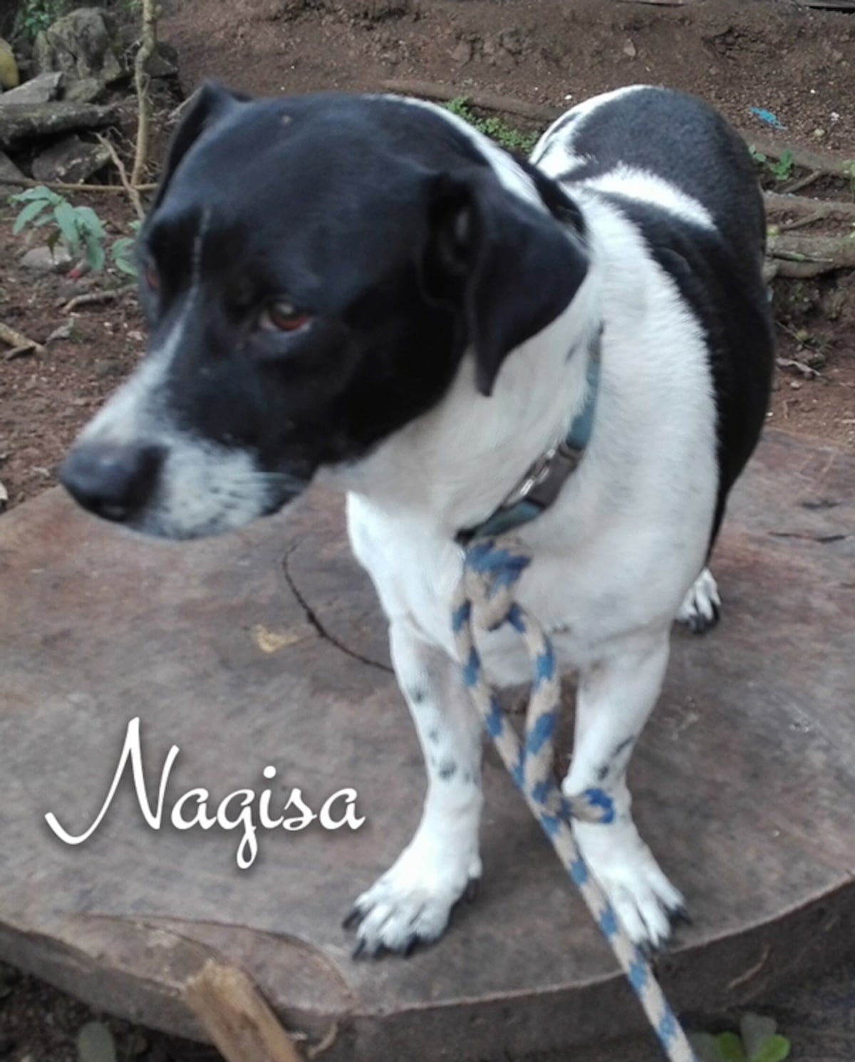 ‘Mis hijos perrunos’, ‘Mis niñas’, ‘Mi perrihija’, el Día Mundial del Perro en Panamá