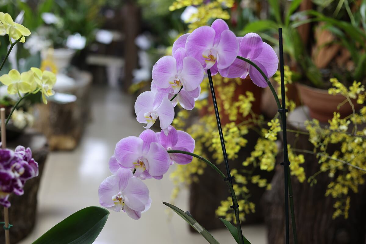 900 especies de orquídea compiten en certamen de belleza en Panamá