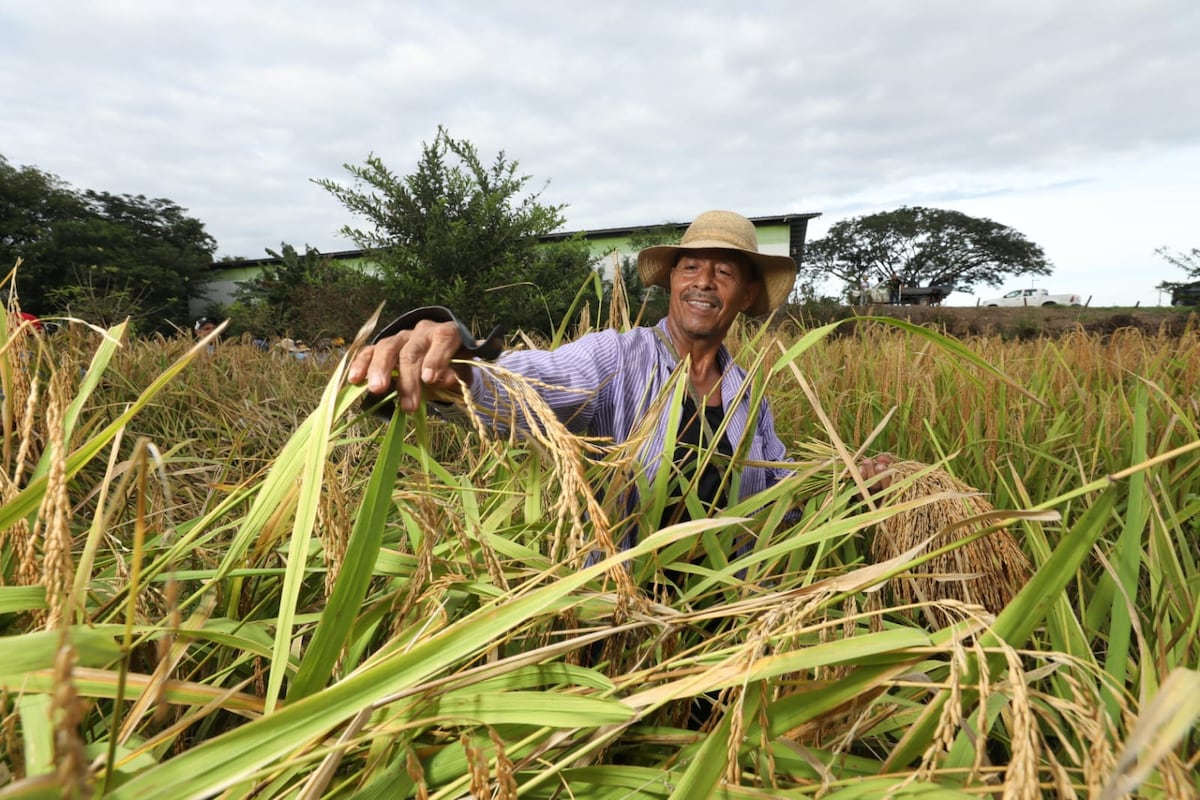 Tradicional junta de corta de arroz en El Ejido de Los Santos