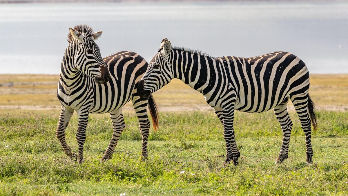 Por qué las cebras, los pandas y otros animales son blancos y negros