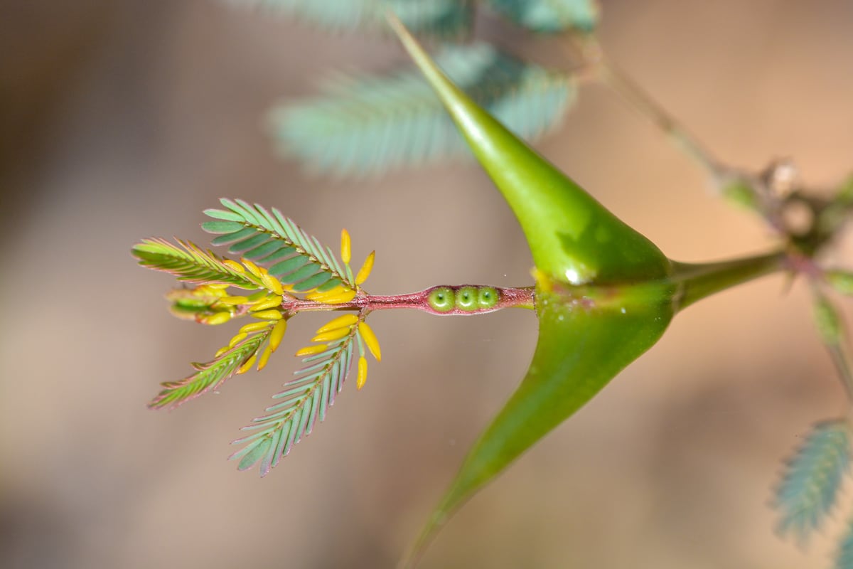 Mutualismo bajo presión: una nueva investigación en Panamá revela la capacidad de una planta para mantener felices a sus defensoras
