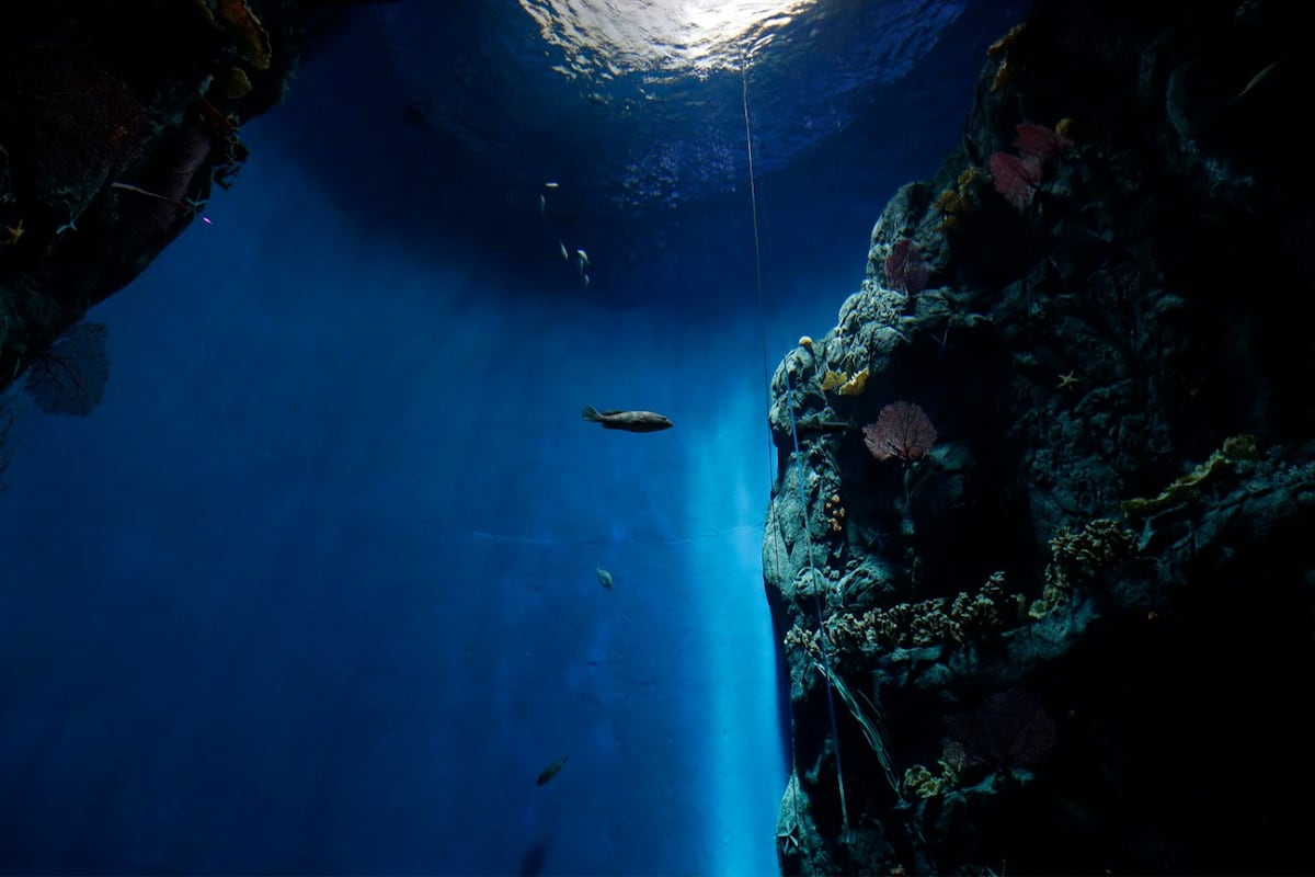 Océanos divididos, el nuevo acuario del Biomuseo