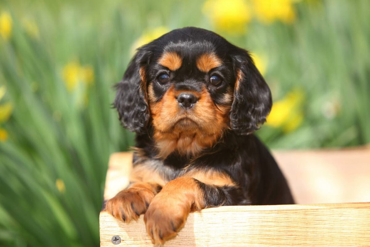 Cuando un cachorro se apodera del hogar