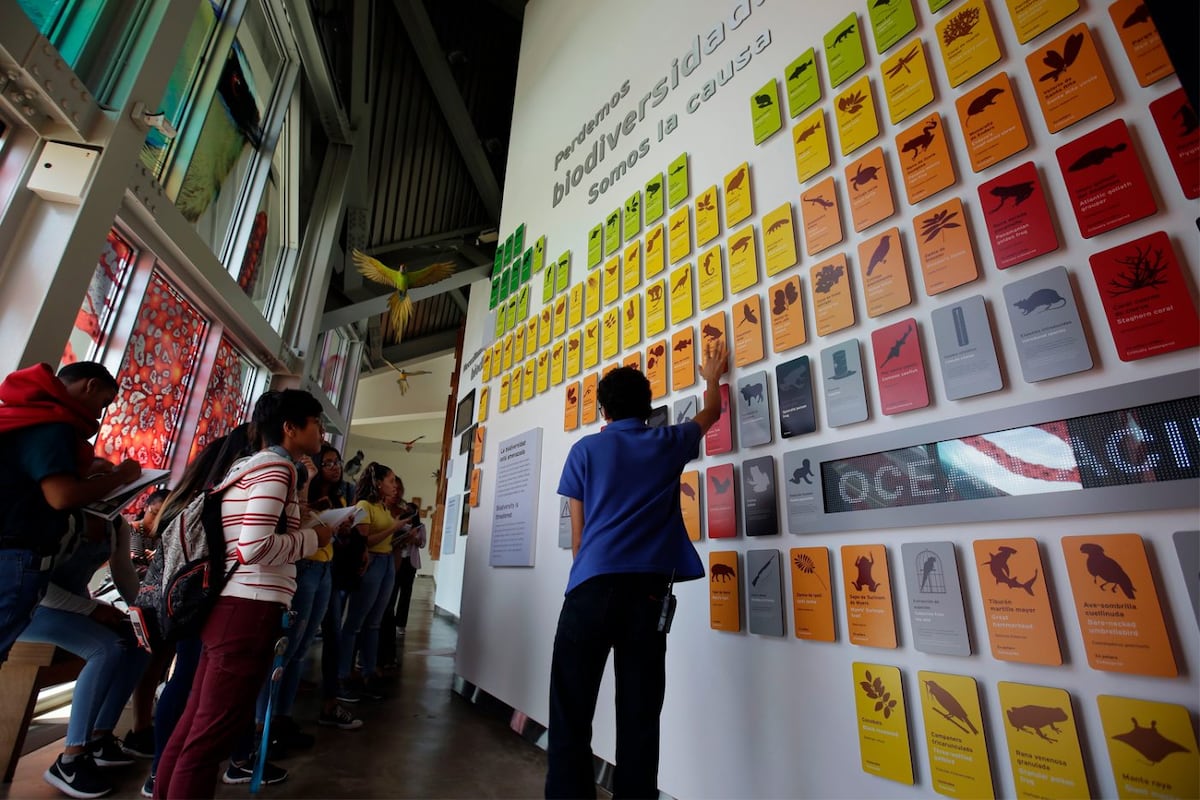 Océanos divididos, el nuevo acuario del Biomuseo