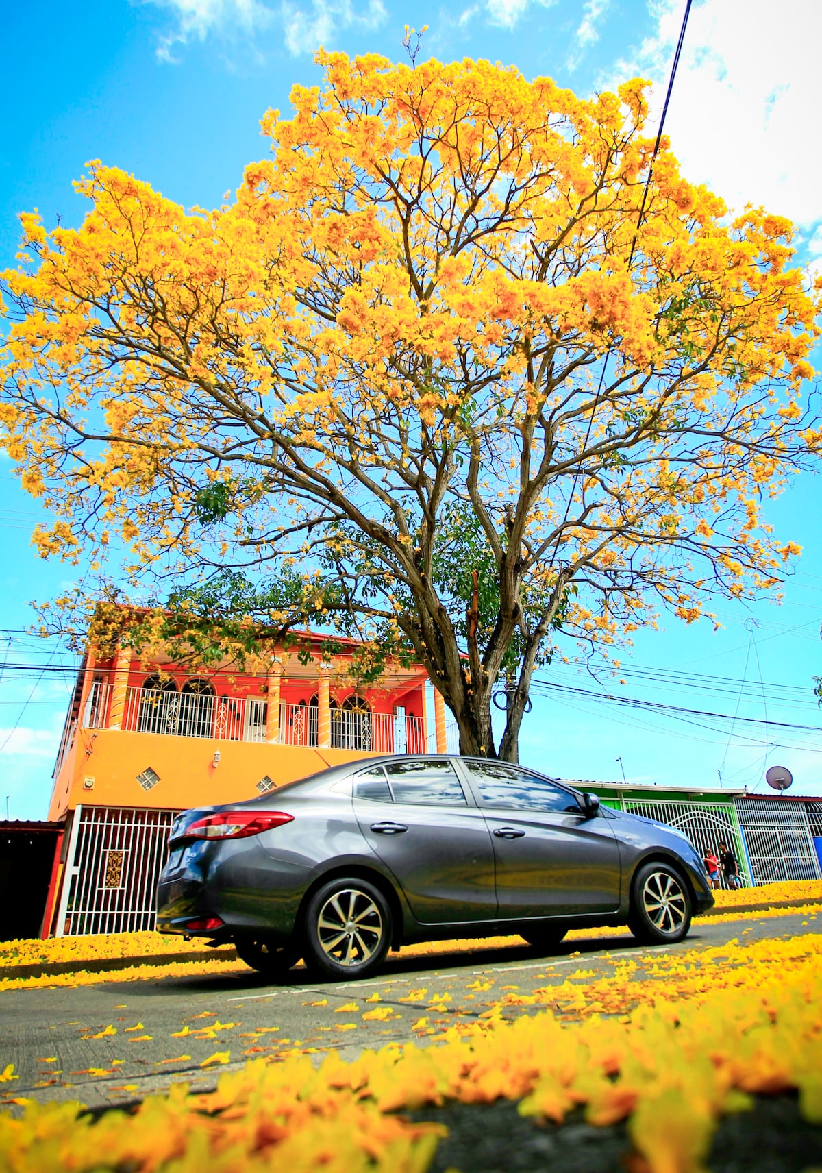 Cuando la ciudad respira amarillo: la magia del guayacán en pleno verano en Panamá