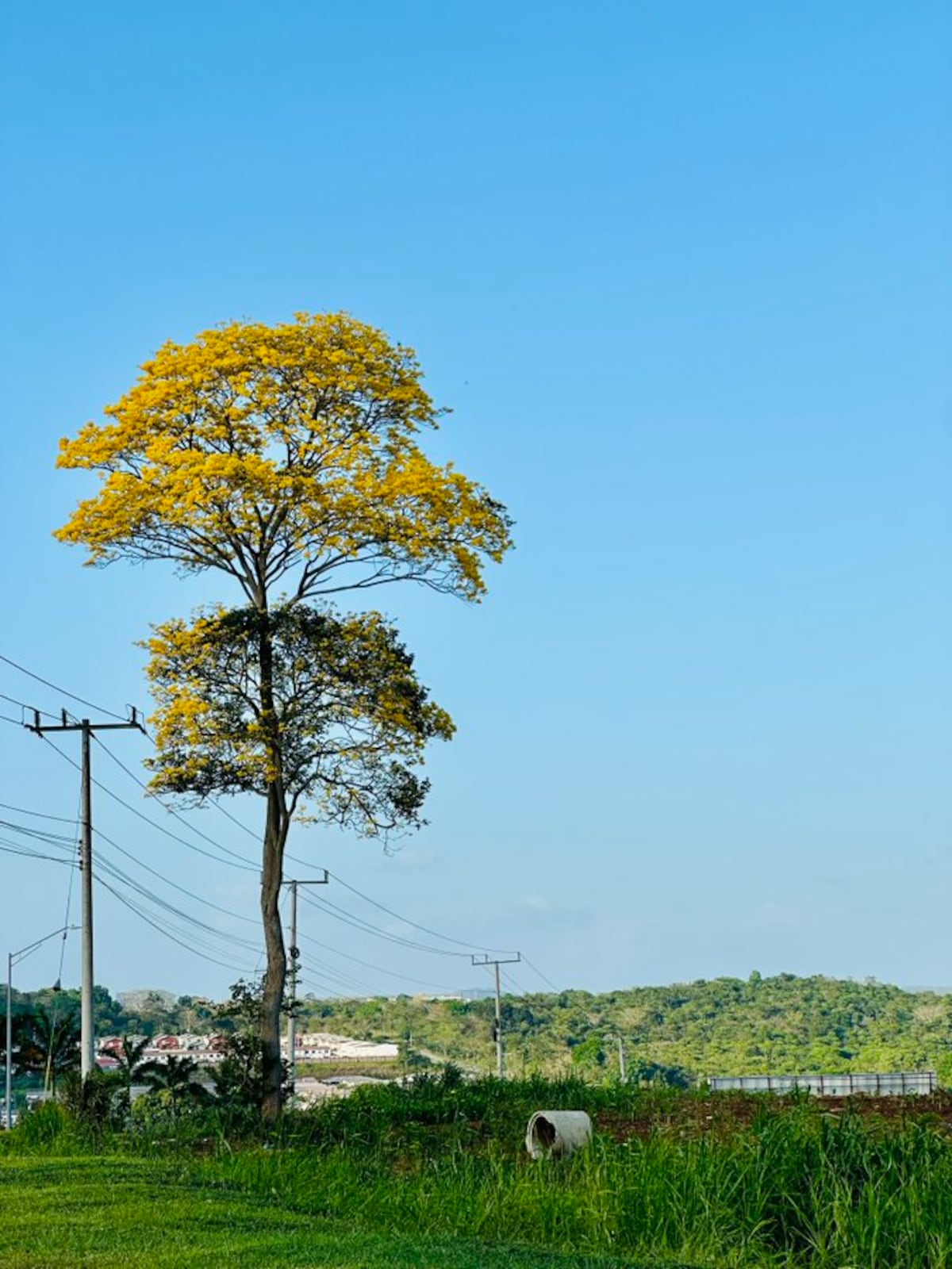 “Ven, vamos a hacer un tour de guayacanes por Panamá”: 13 fotos de los más coloridos del verano