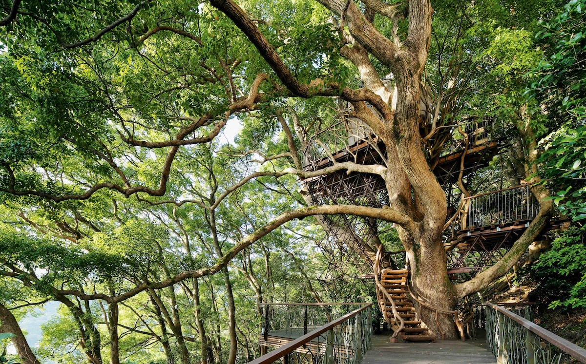 10 de las casas construidas en árboles más espectaculares del mundo (y una de ellas se encuentra en México)