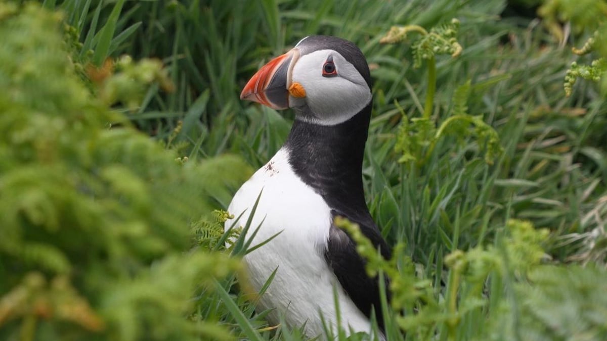 La pequeña isla que se convirtió en un raro éxito en la conservación de aves vulnerables a la extinción