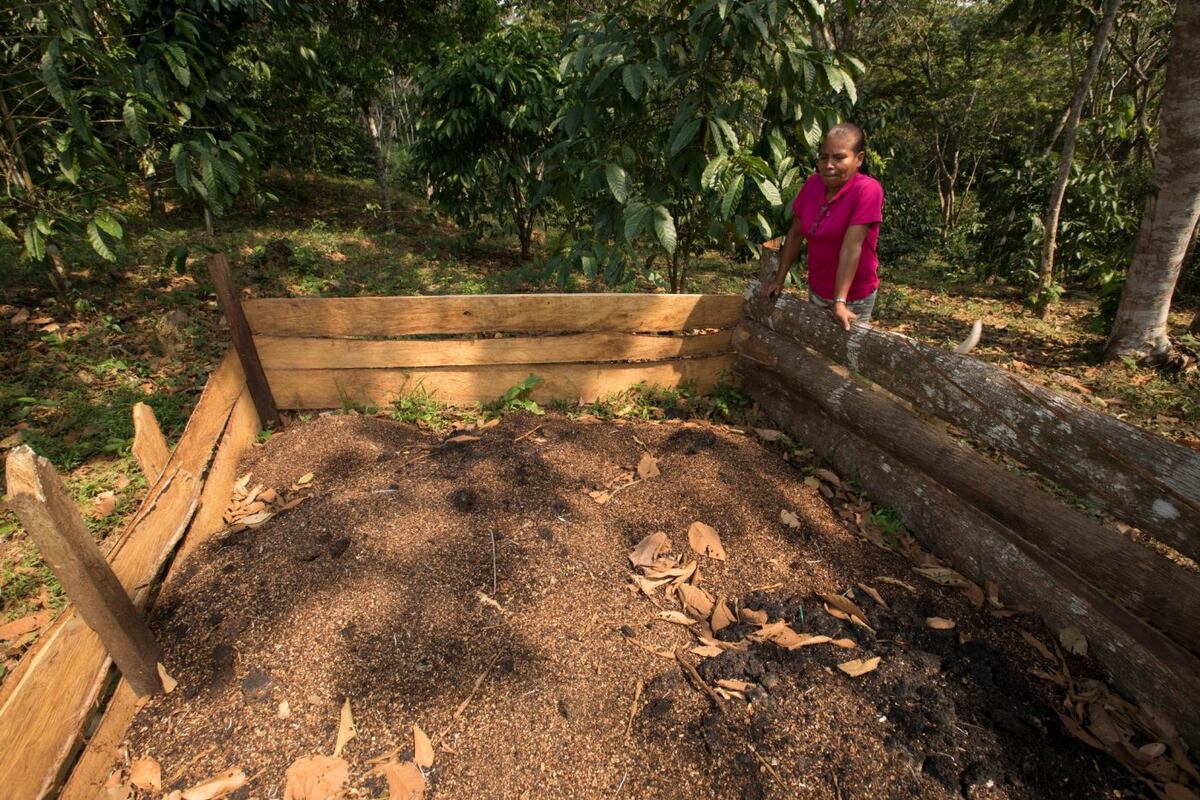Liduvina Rivera y su café galardonado de Capira