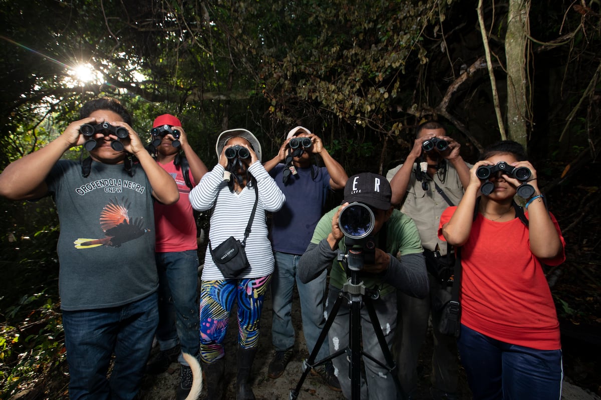 Panamá celebrará el Día Mundial de las Aves Migratorias: más de 175 especies visitan el país