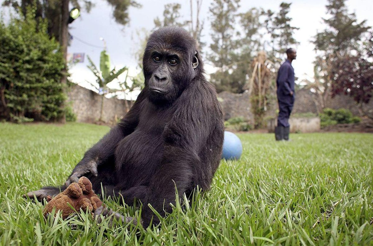 La polémica vida y el misterioso asesinato de Dian Fossey, la zoóloga que inspiró la película “Gorilas en la niebla”