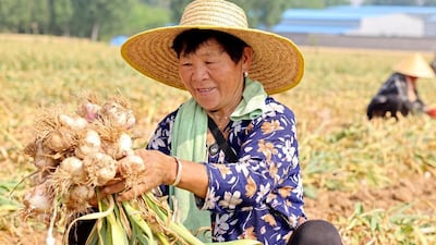 La fascinante historia del ajo (y cuáles son sus propiedades medicinales)