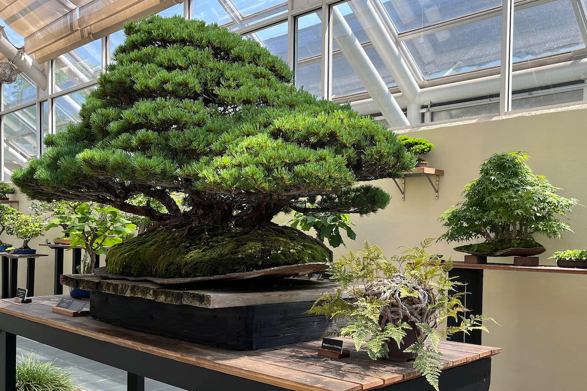 Un roble de 1851 y un bosque diminuto: 100 años de bonsáis del Jardín Botánico de Brooklyn
