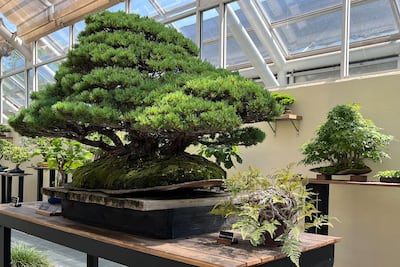 Un roble de 1851 y un bosque diminuto: 100 años de bonsáis del Jardín Botánico de Brooklyn