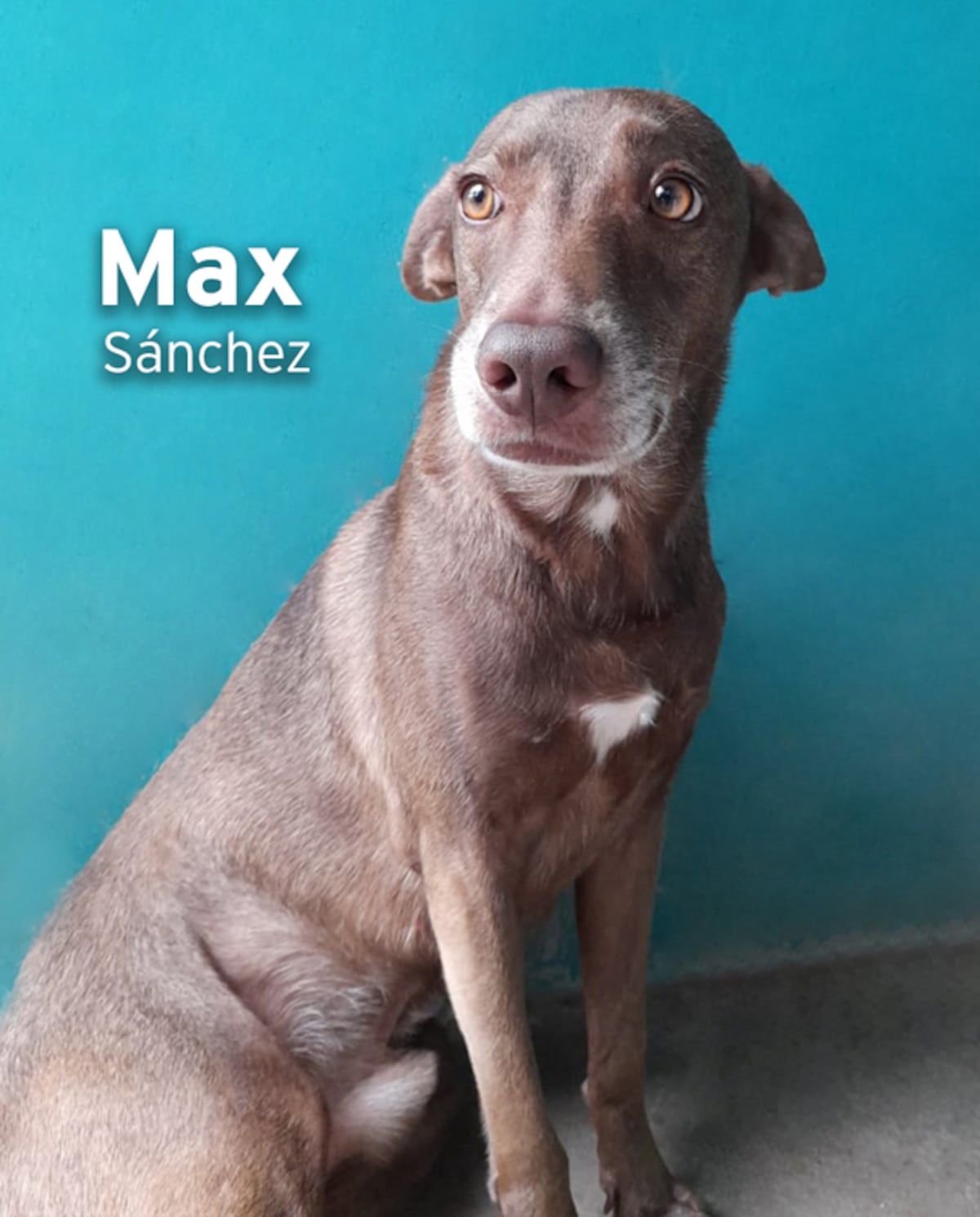 ‘Mis hijos perrunos’, ‘Mis niñas’, ‘Mi perrihija’, el Día Mundial del Perro en Panamá