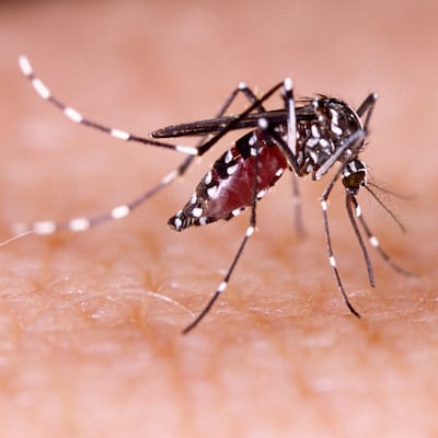 Hay dengue en mi edificio, ¿qué hacer?