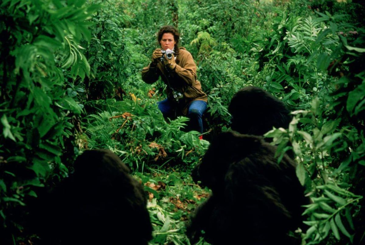 La polémica vida y el misterioso asesinato de Dian Fossey, la zoóloga que inspiró la película “Gorilas en la niebla”