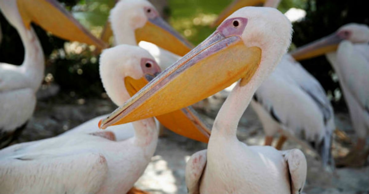 Paseo por el zoológico