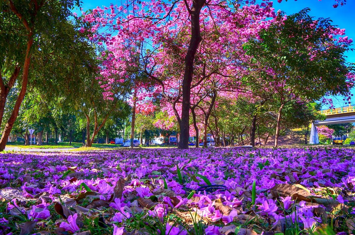 Centroamérica despide el verano con el estallido amarillo y rosa de los guayacanes