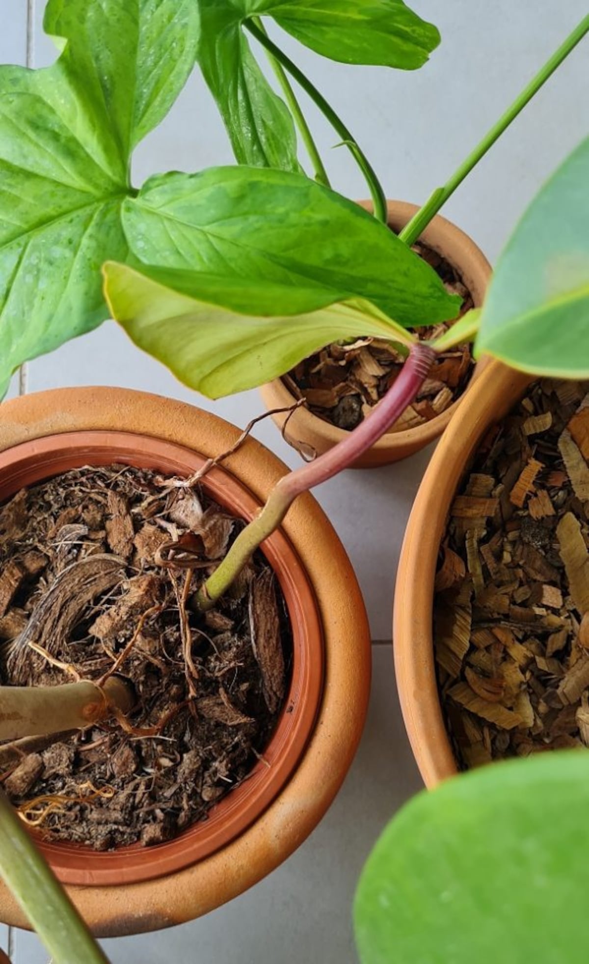De viaje: ¿qué hago con mis plantas?