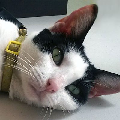 Elisa, más que una simple gata callejera
