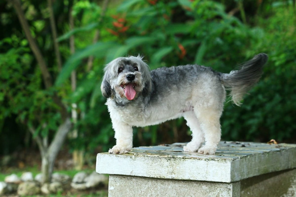 Una perrita con tres patas que se robó el corazón de una familia