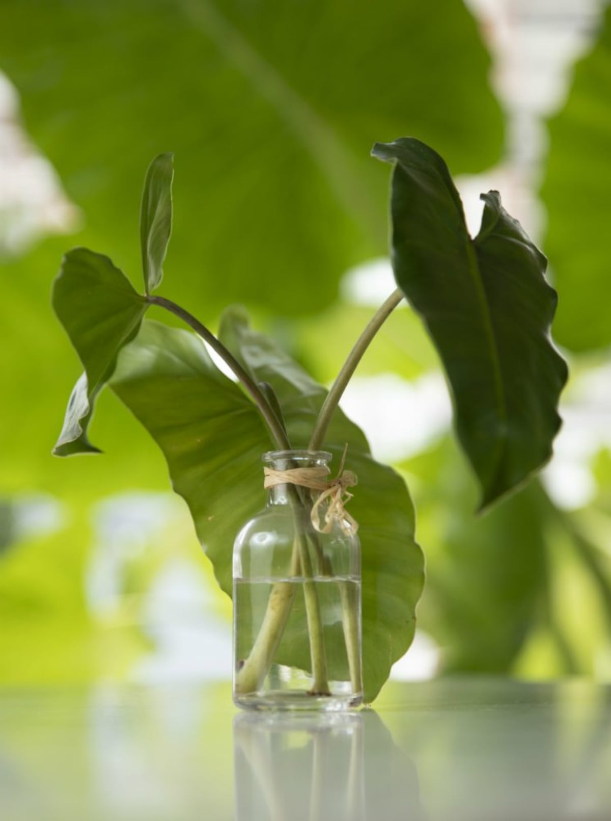 El nuevo hogar de Cuquita Cookita