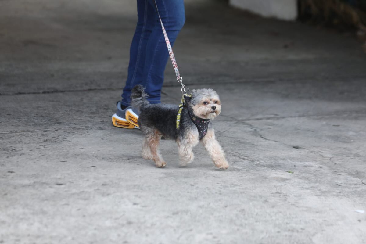 Fotos de Bruno Martinelli en su paseo matutino