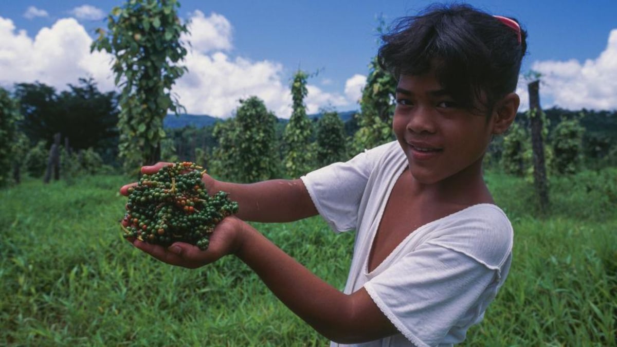 Cómo la pimienta negra y el aceite de oliva potencian los nutrientes de los alimentos que comemos