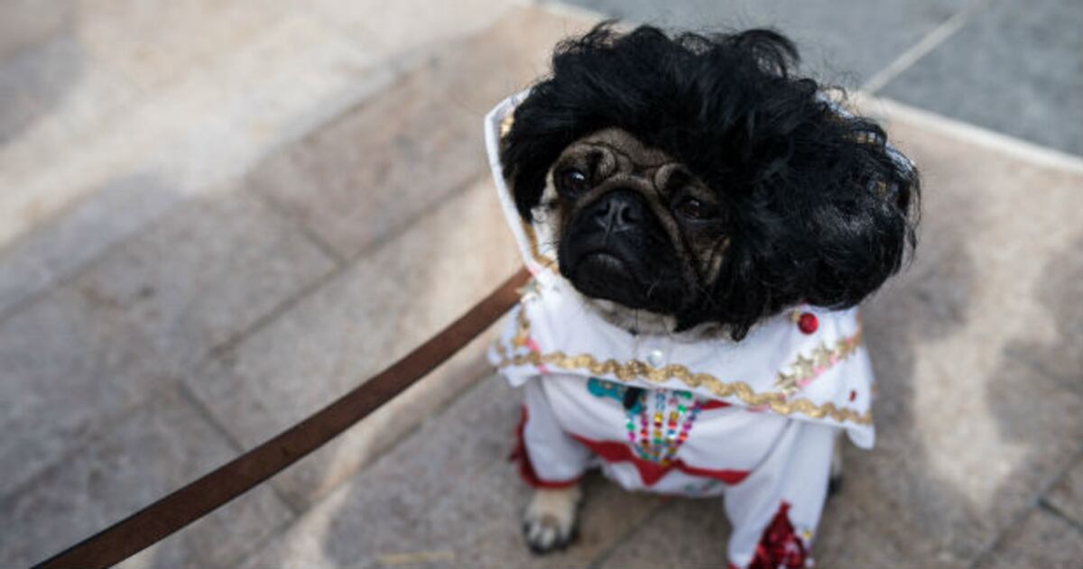 PugFest, la fiesta de los perros pugs en Inglaterra