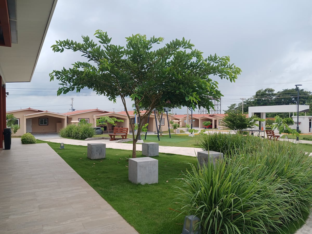 Un árbol frente a la ventana