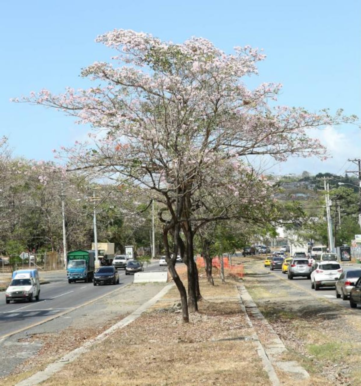 Los robles en las calles de Panamá