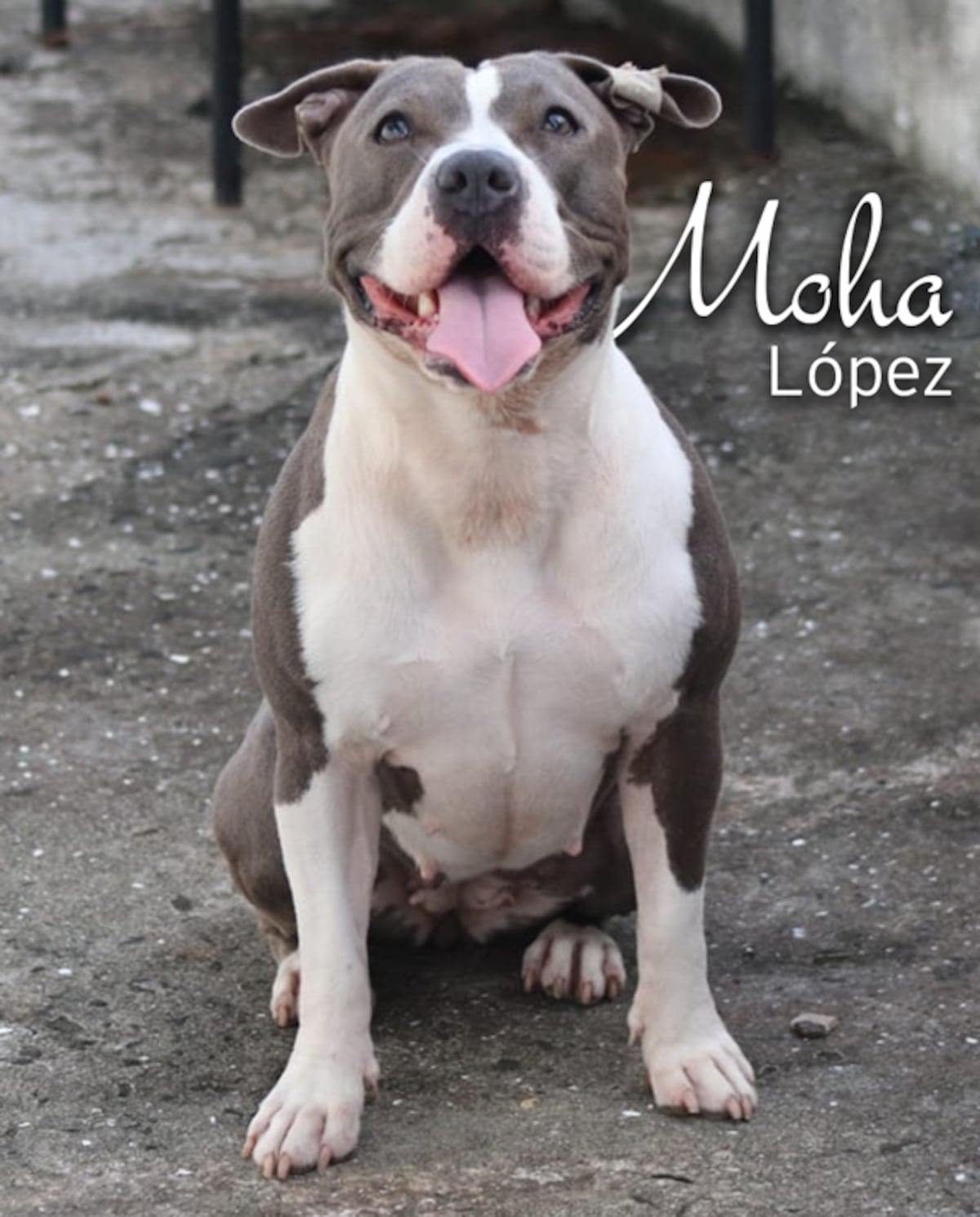 ‘Mis hijos perrunos’, ‘Mis niñas’, ‘Mi perrihija’, el Día Mundial del Perro en Panamá