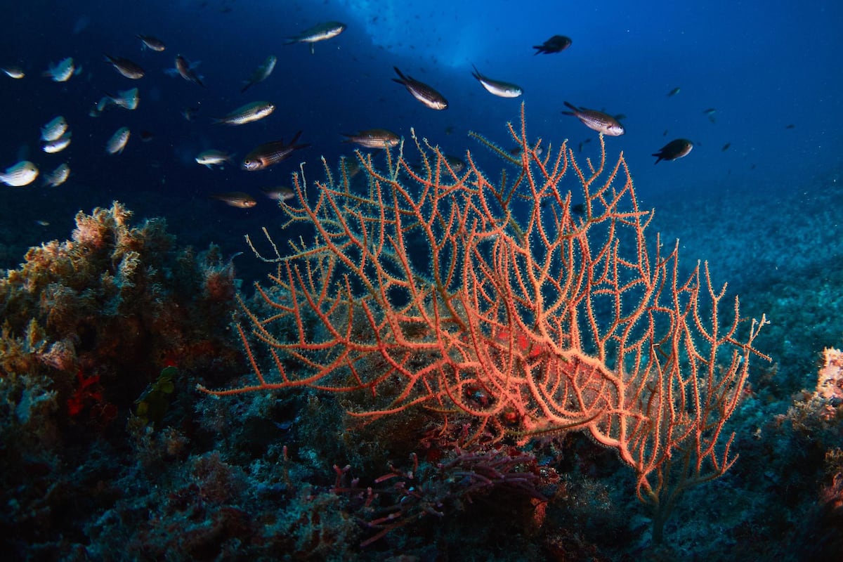 Protectores solares minerales vs. químicos: cuál es la diferencia y cuál es mejor para cada persona