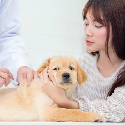 La importancia de acudir a la consulta veterinaria