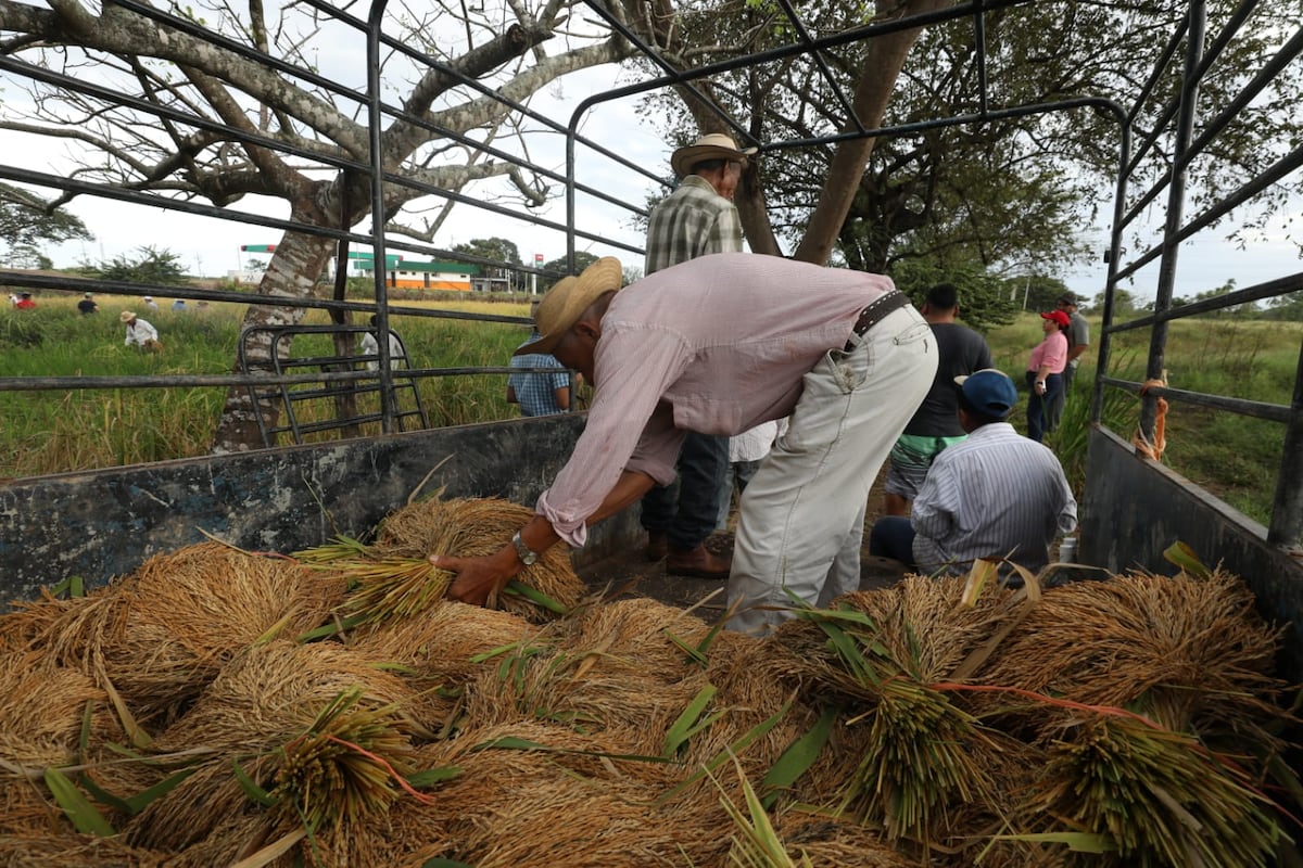 Tradicional junta de corta de arroz en El Ejido de Los Santos