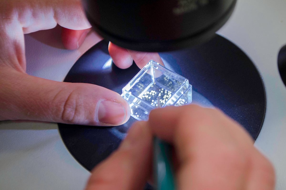 Fósiles expuestos de hace 7 mil años revelan cómo la pesca humana transformó los arrecifes del Caribe