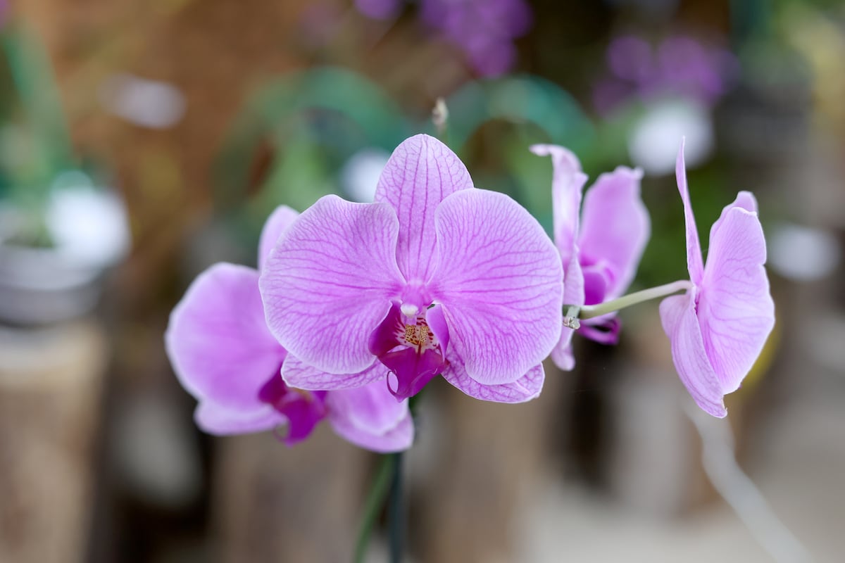 900 especies de orquídea compiten en certamen de belleza en Panamá